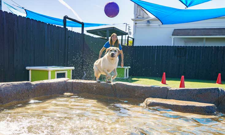 Dog chasing a ball in the pool