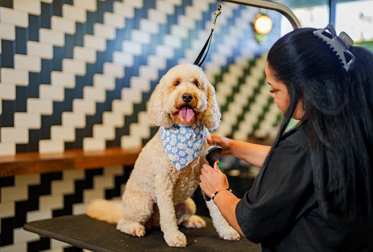 Dog Grooming in Gilbert AZ Paw Commons