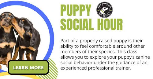 Puppy Social Hour