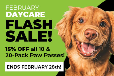 Dog Daycare February Flash Sale