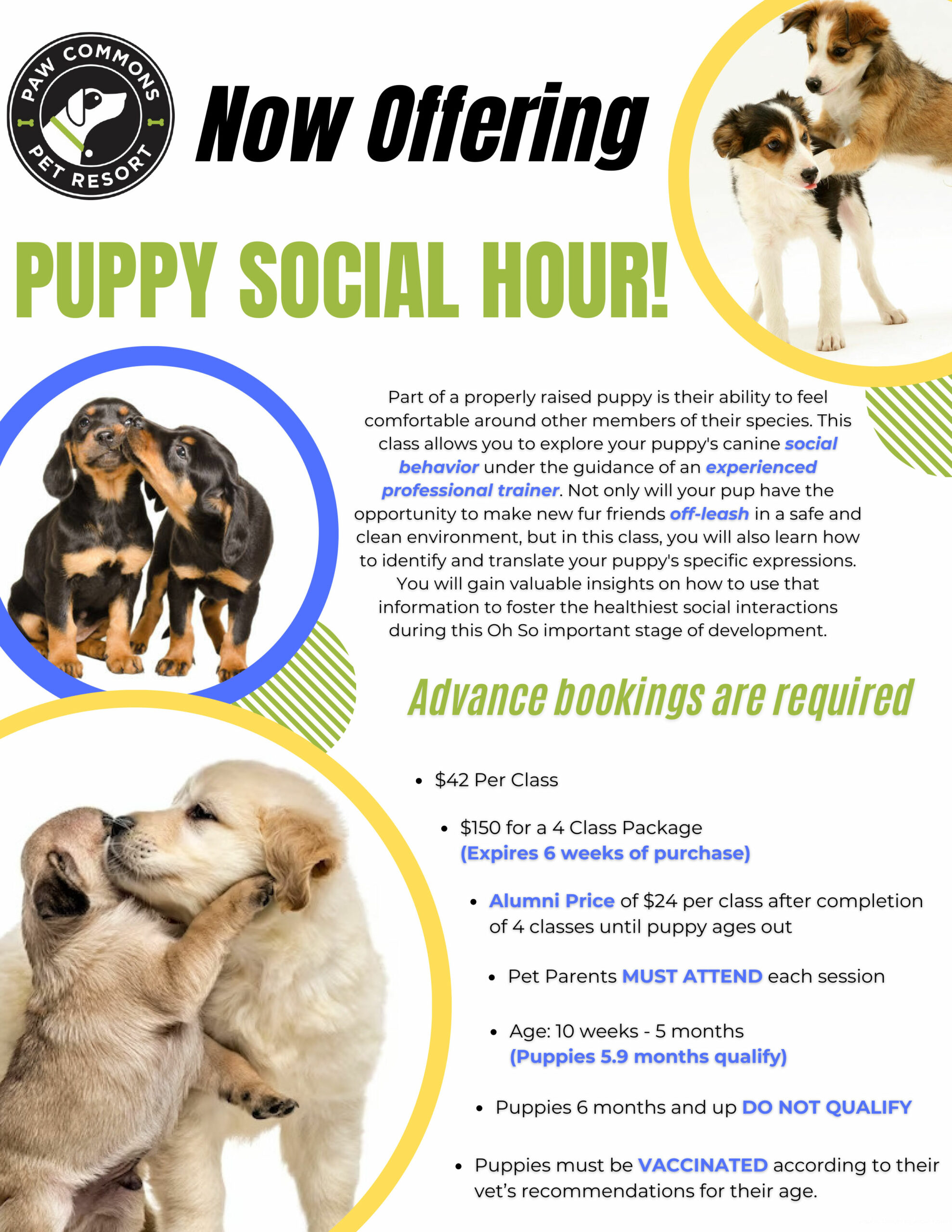 puppy social hour